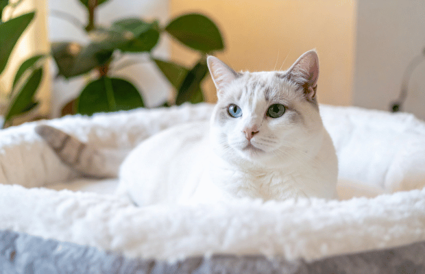 trish lindsey rvt services cat rest trish lindsey rvt services cat rest
