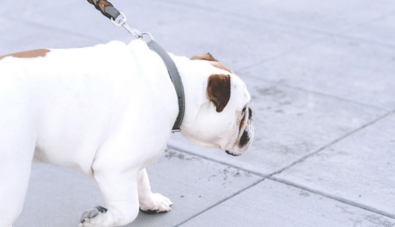 trish lindsey rvt services dog on leash trish lindsey rvt services dog on leash