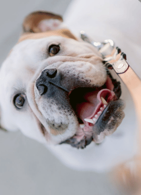 trish lindsey rvt services dog walker leash trish lindsey rvt services dog walker leash