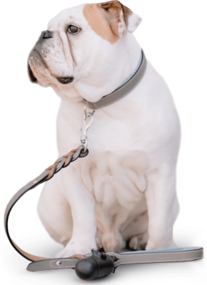 trish lindsey rvt services dog walker stare trish lindsey rvt services dog walker stare