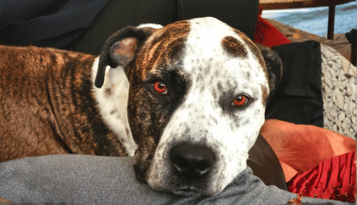 trish lindsey rvt services drop in pets trish lindsey rvt services drop in pets